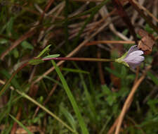 Image of Oregon Willowherb