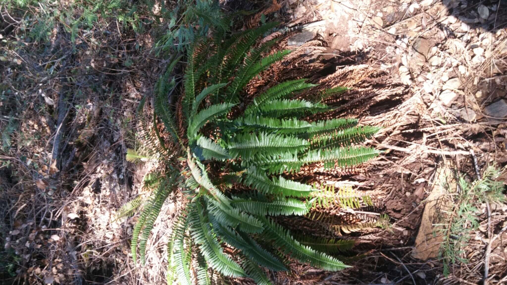 Image of narrowleaf swordfern