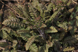 Image of Canadian lousewort