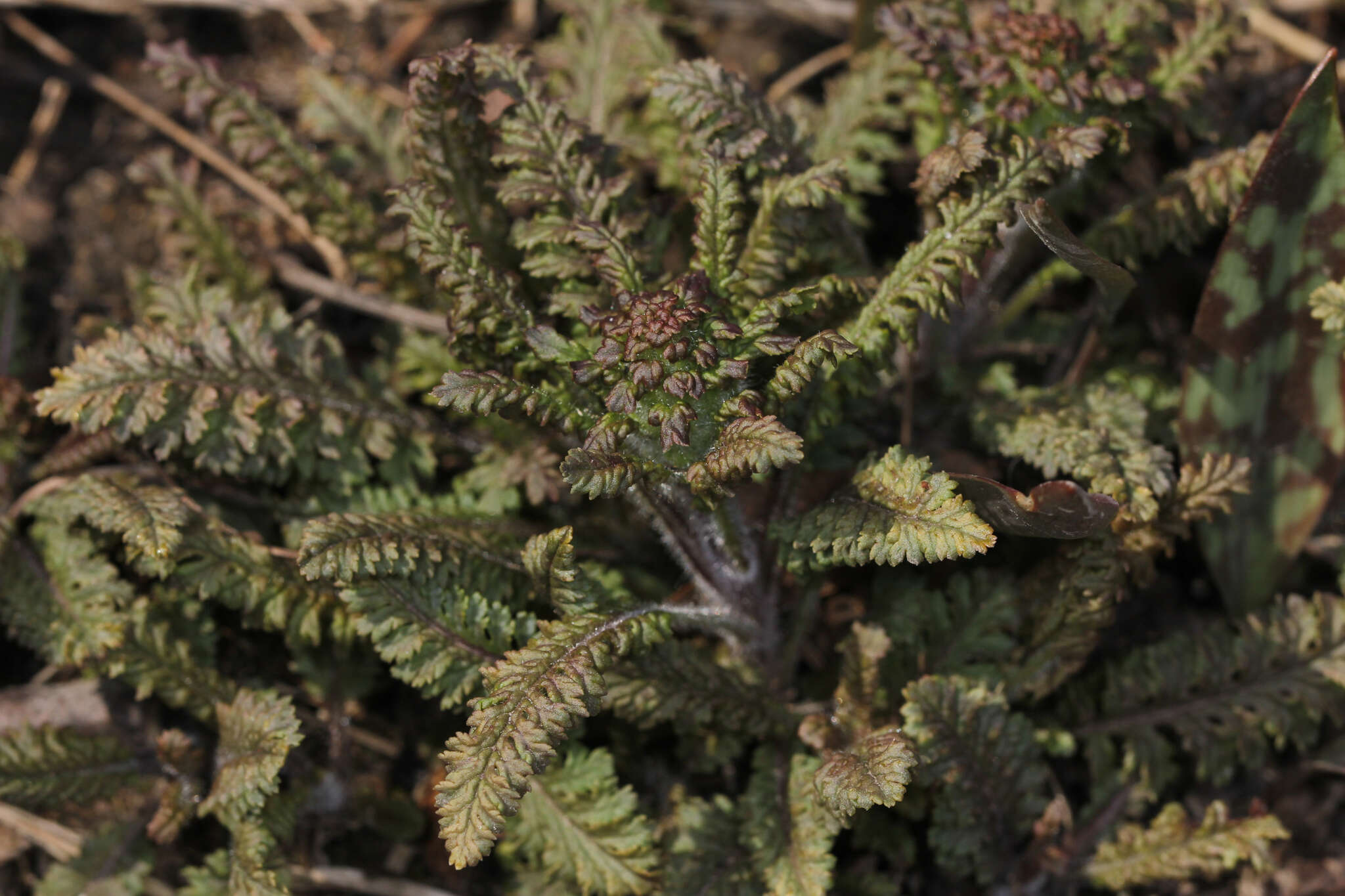 Image of Canadian lousewort