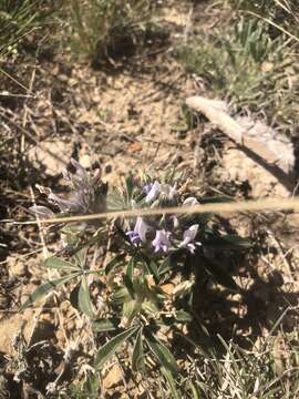 Image of Texas Plains Indian breadroot