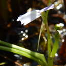 Sivun Utricularia tubulata F. Muell. kuva