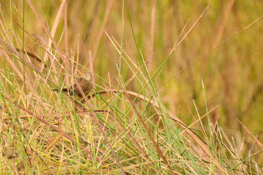 Image of Grass Wren