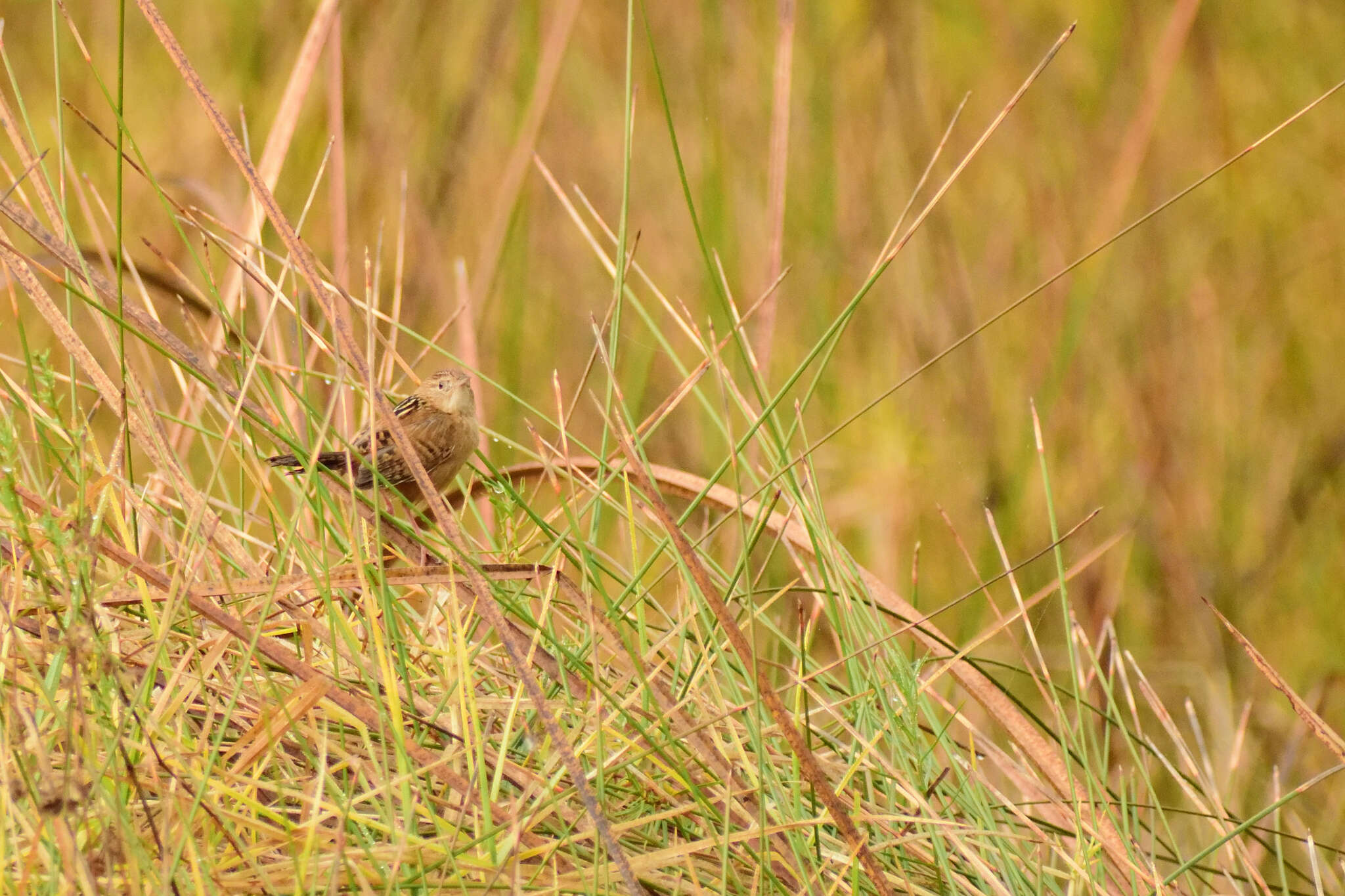 Image of Grass Wren