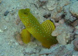 Image of Yellow prawn-goby