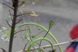 Image of Noccaea caerulescens subsp. calaminaris (Lej.) Holub