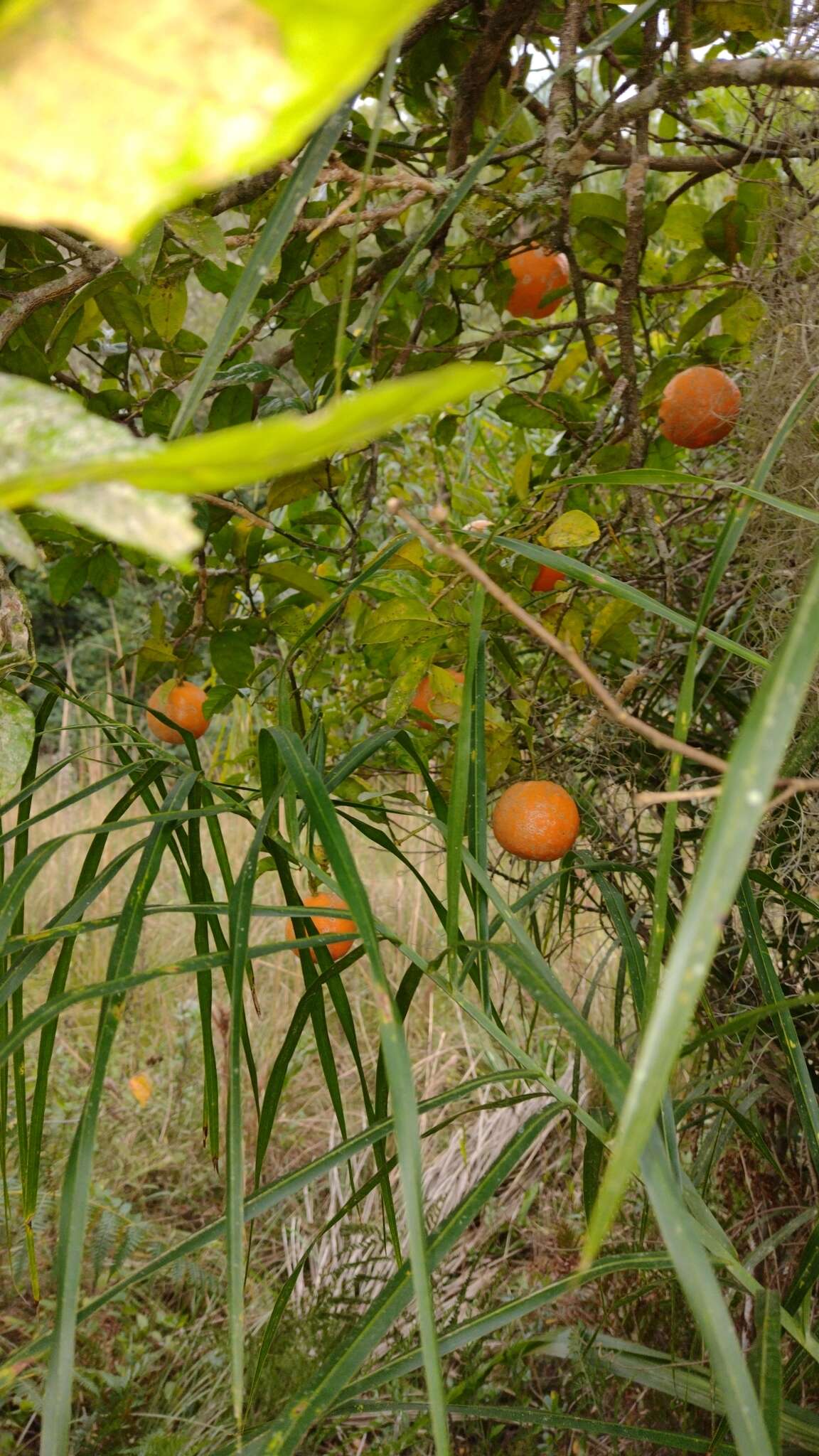 Image of Citrus limonia Osbeck