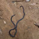 Image of Andean Blackback Coral Snake