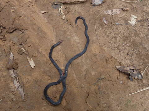 Image of Andean Blackback Coral Snake