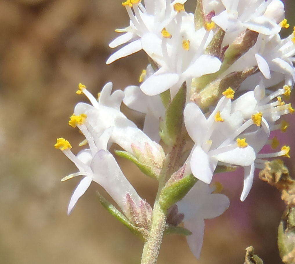 Image of Selago albida Choisy