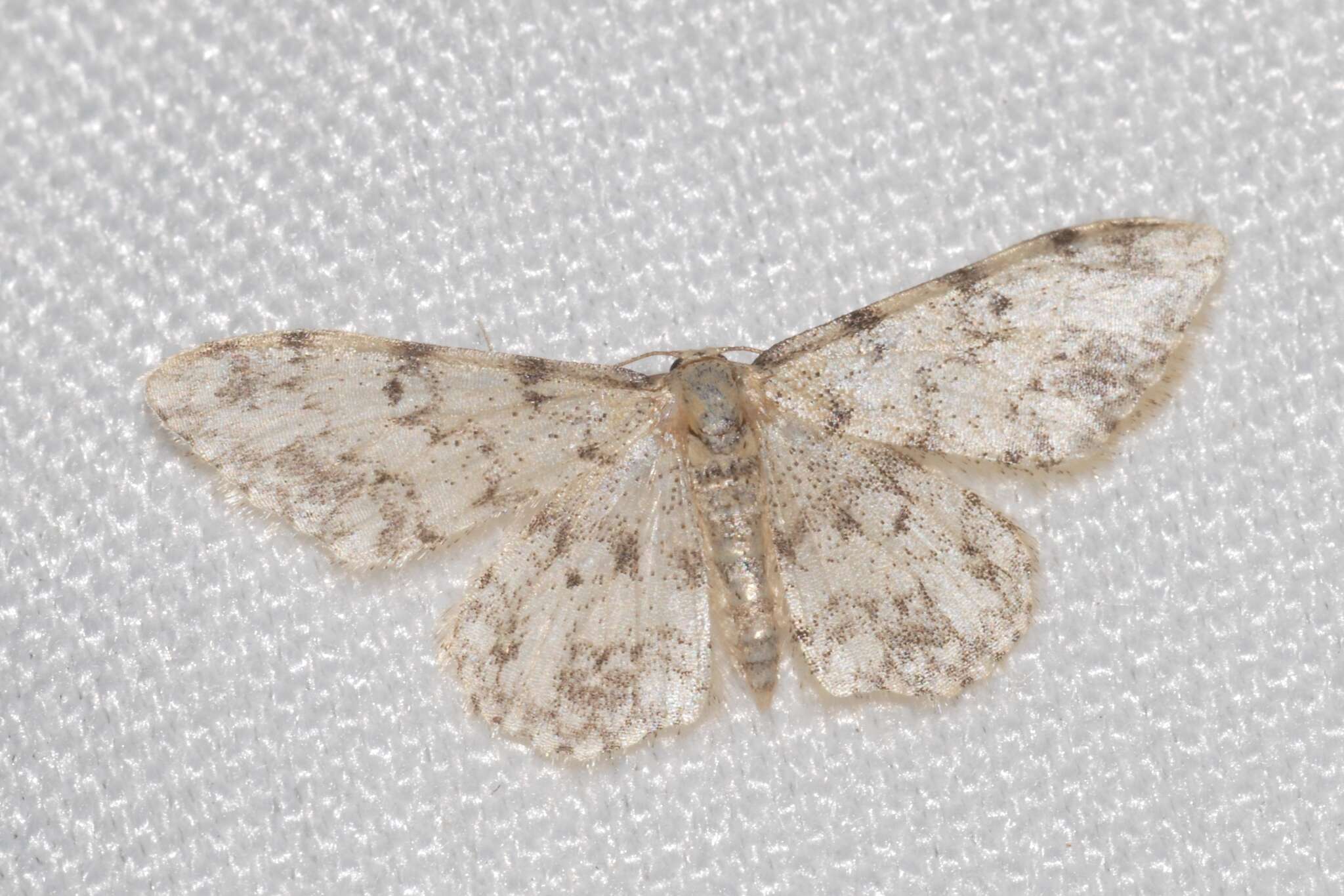 Image de Idaea contiguaria Hübner 1798