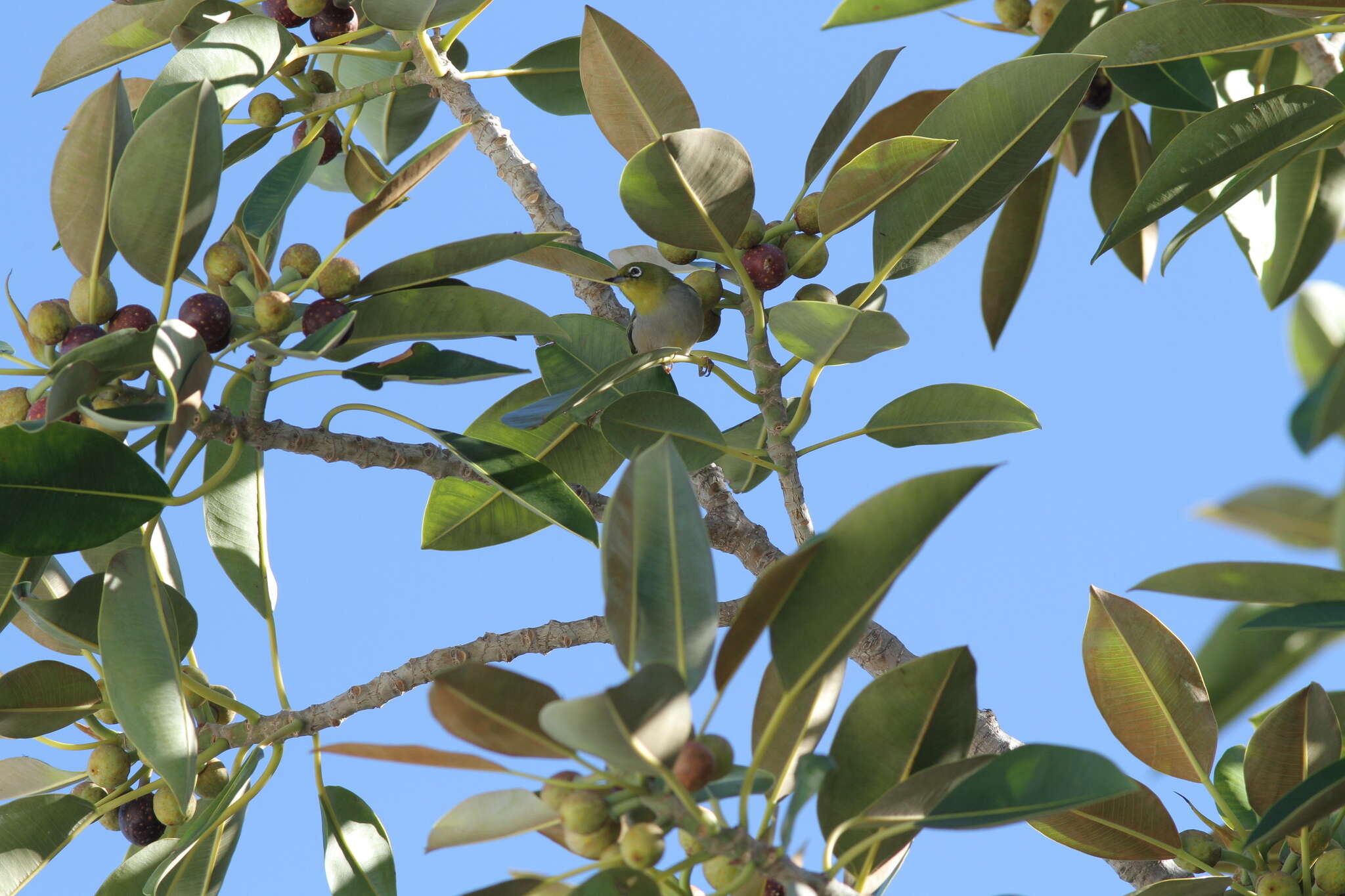 Image of Western Silvereye