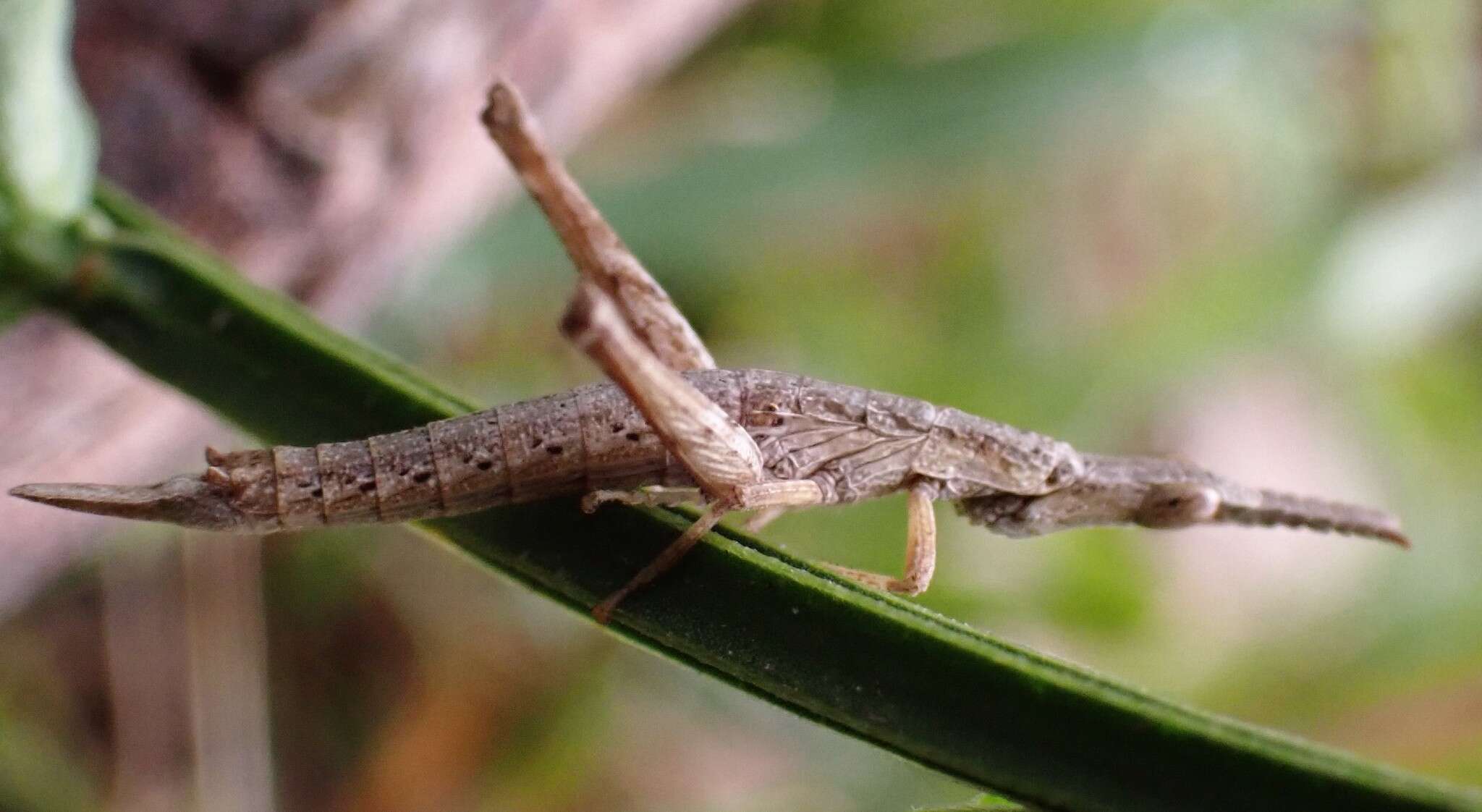 Image of Vandiemenella viatica (Erichson 1842)