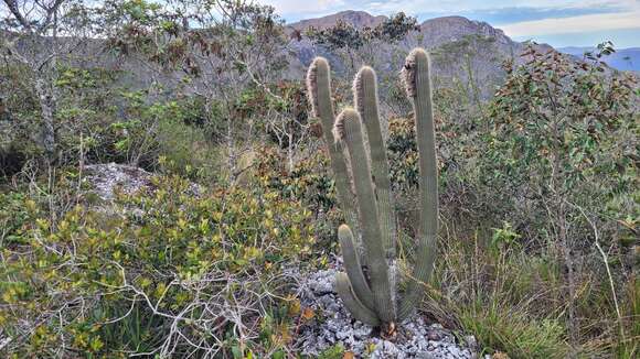 Micranthocereus purpureus (Gürke) F. Ritter的圖片