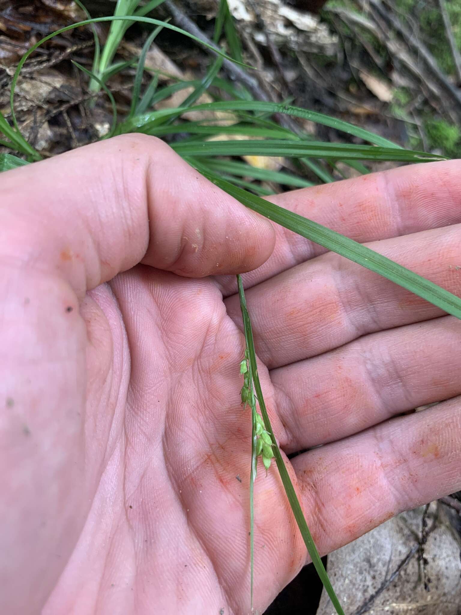 Image of slender woodland sedge