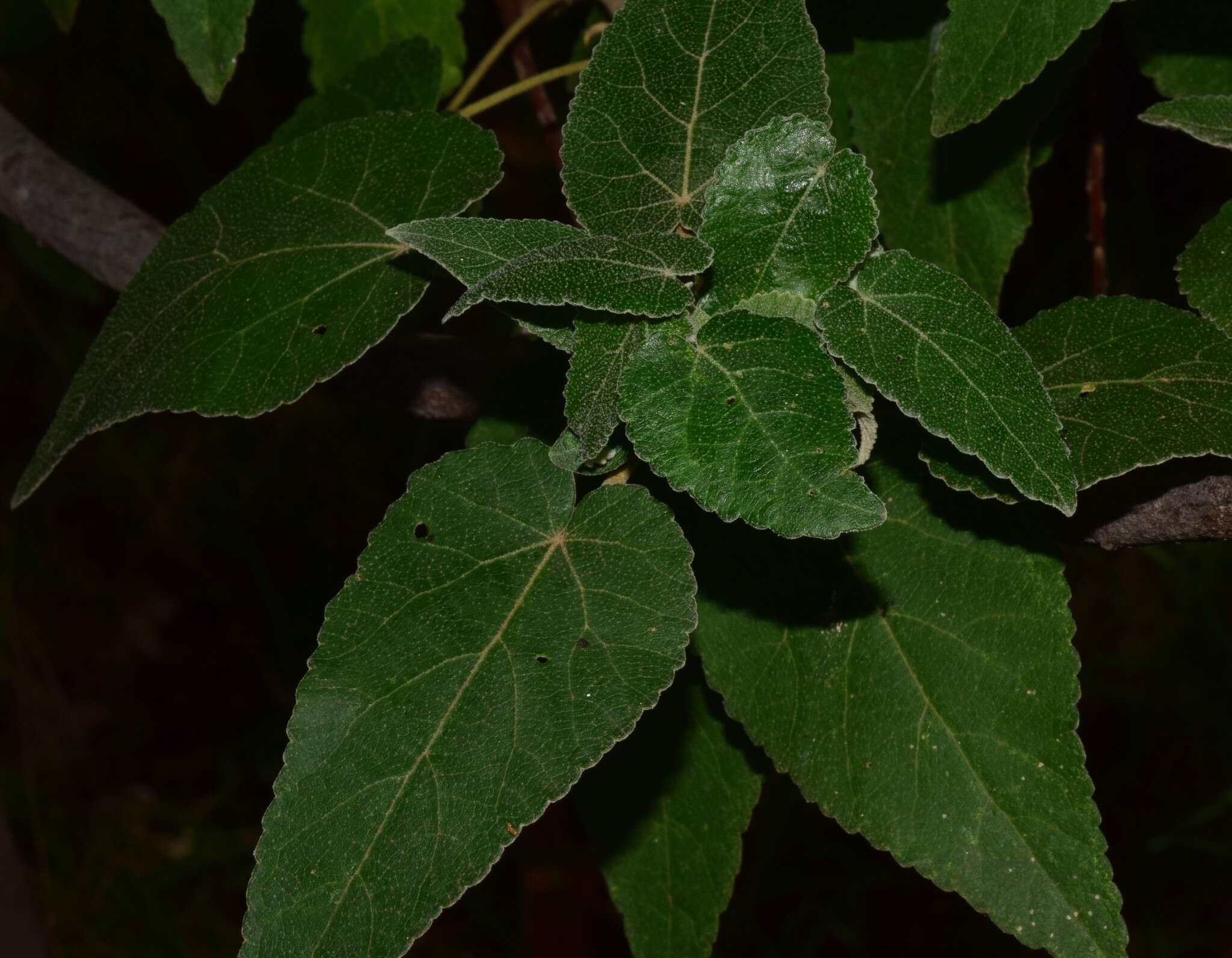 Image of Gynatrix macrophylla N. G. Walsh