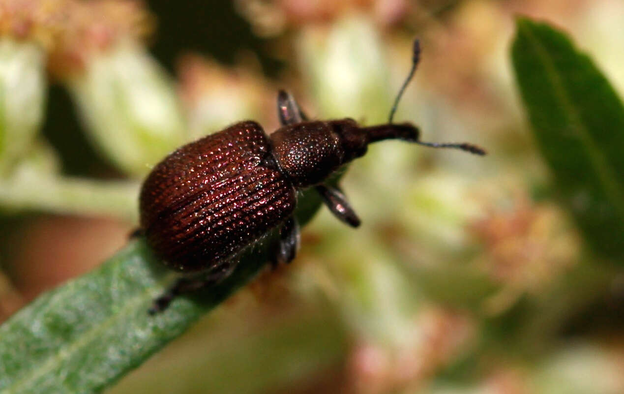 Image of Plum Borer