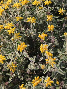 Image of Phlomis cretica C. Presl