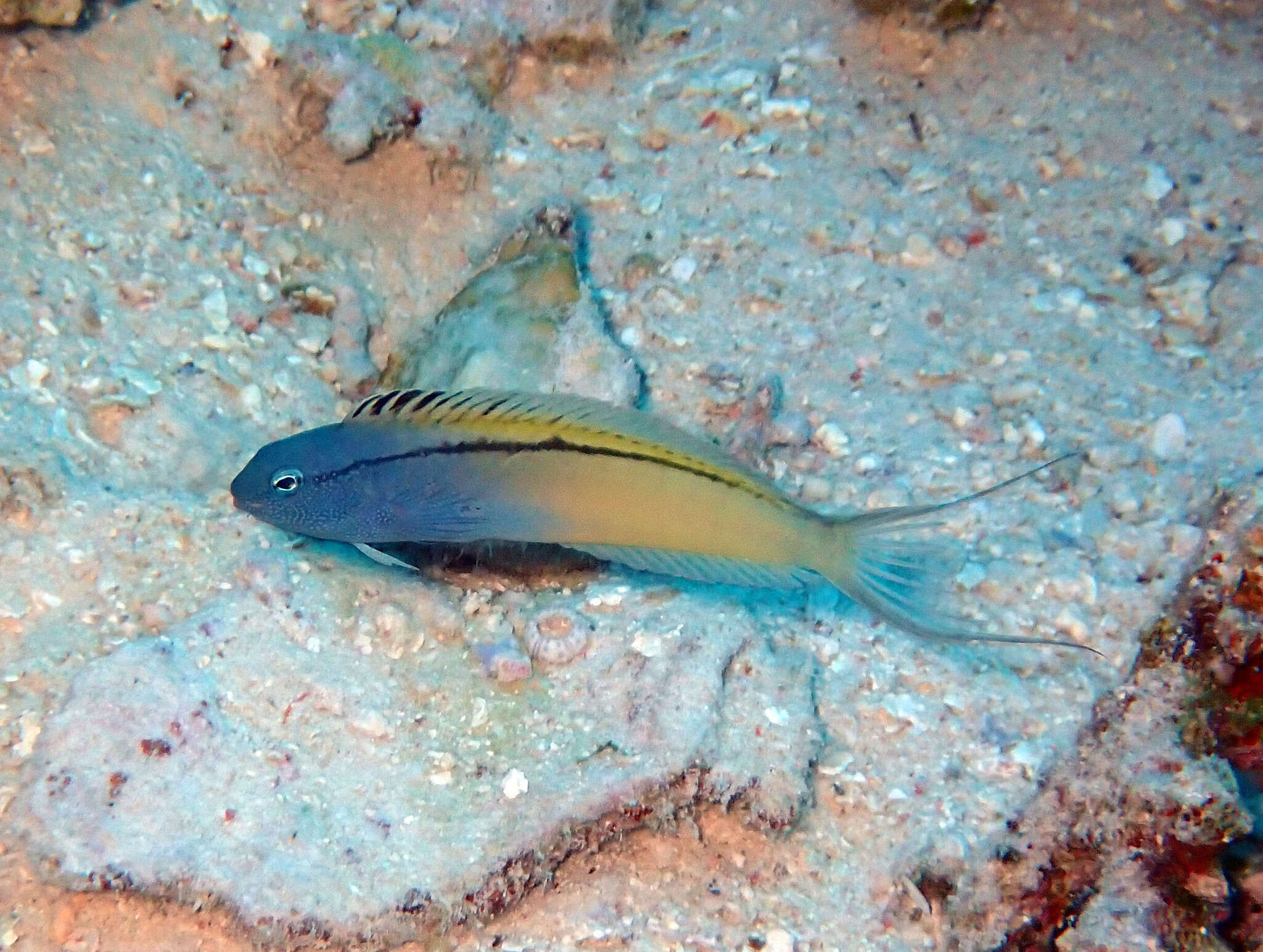 Image of Blackline Fangblenny