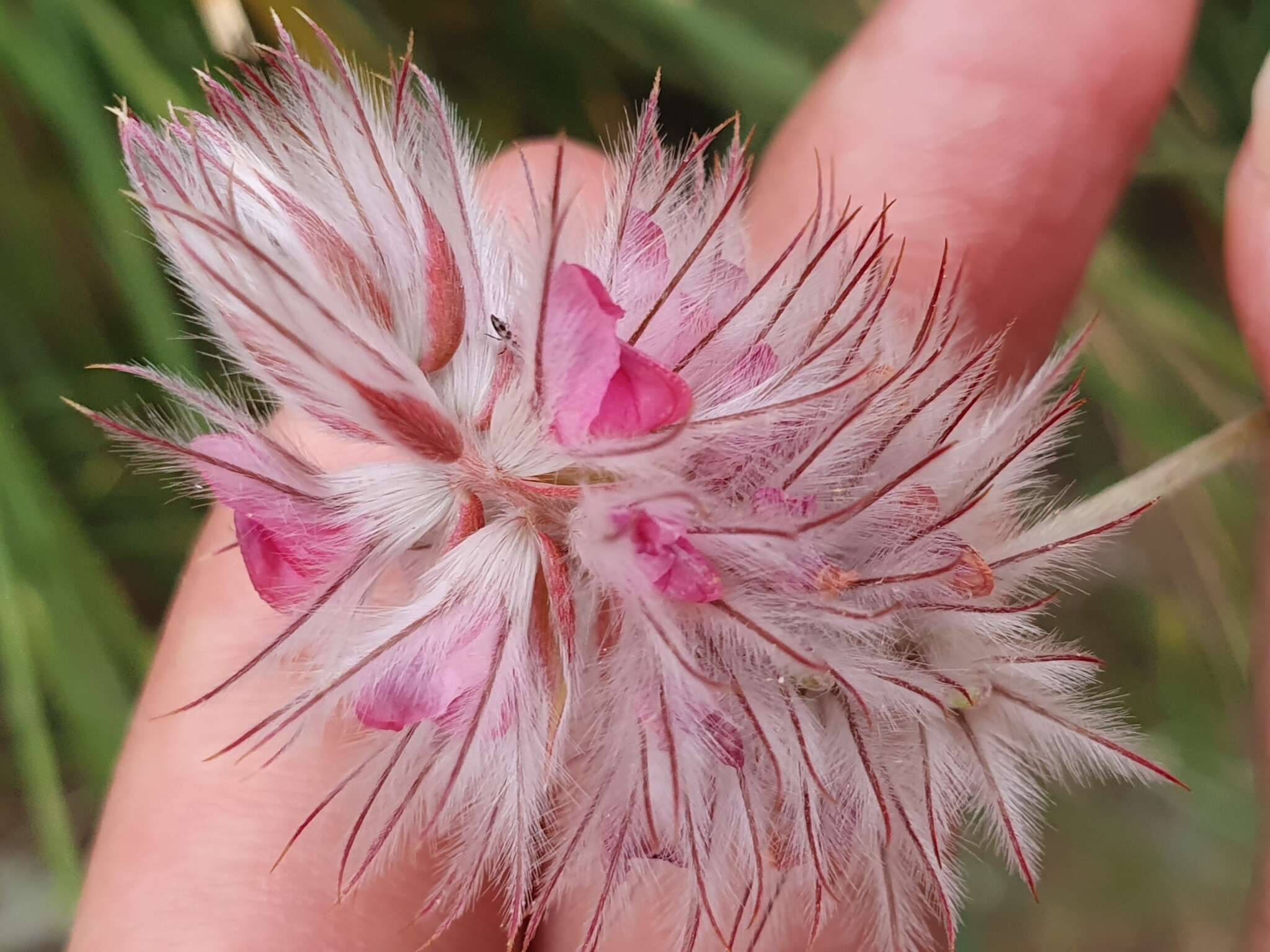 Image of Ebenus pinnata Aiton