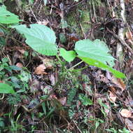 Image of Dendrocnide moroides (Wedd.) Chew