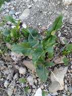 Plancia ëd Arum italicum subsp. albispathum (Steven ex Ledeb.) Prime