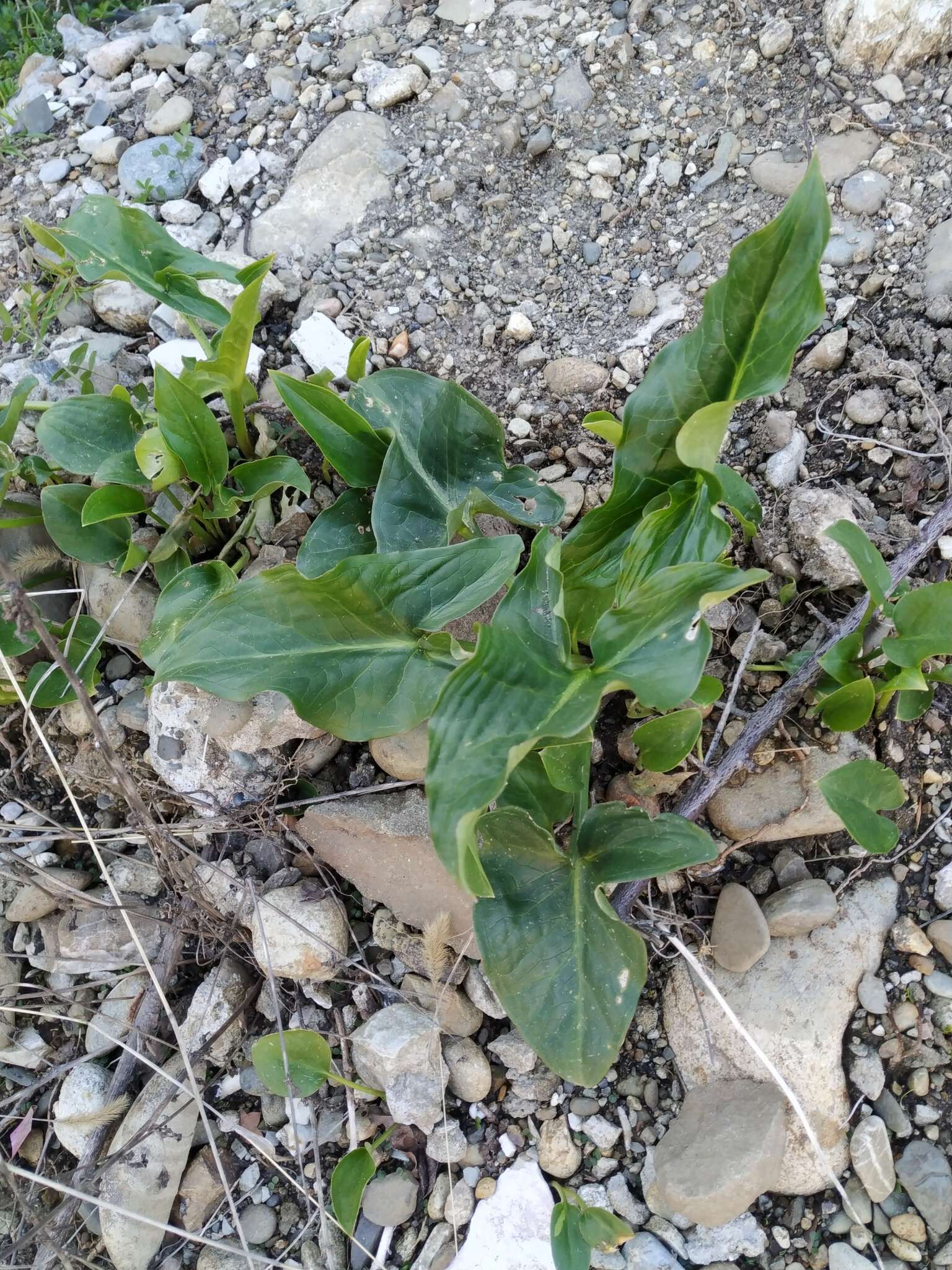 Plancia ëd Arum italicum subsp. albispathum (Steven ex Ledeb.) Prime