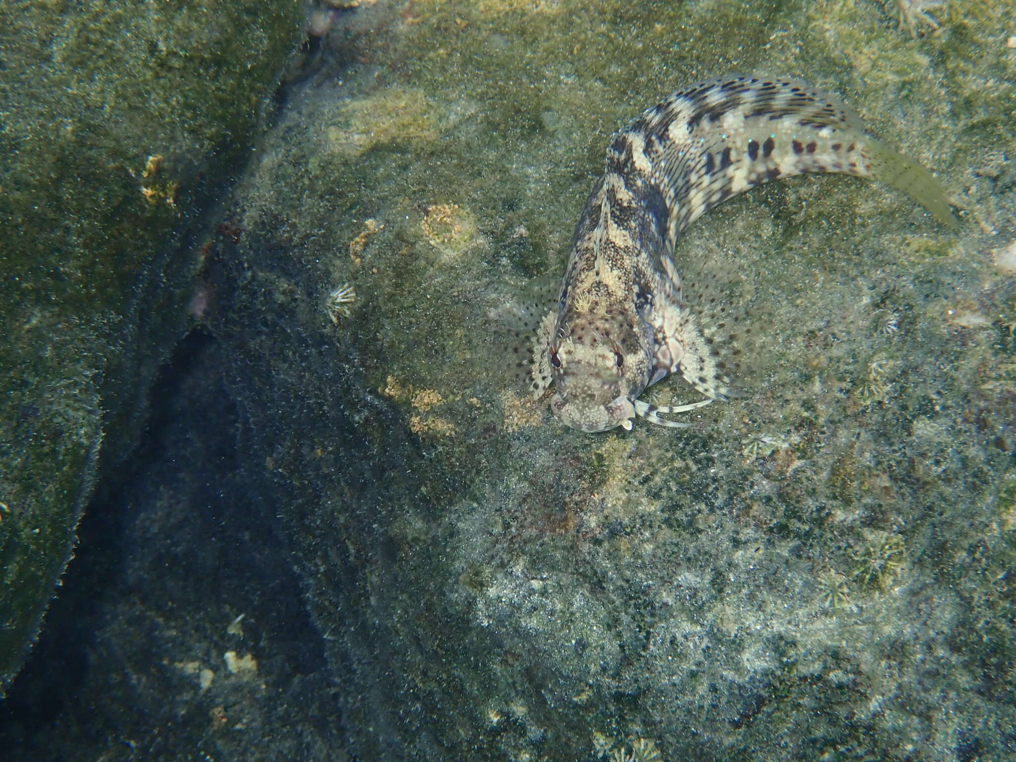 Image of Banded Blenny