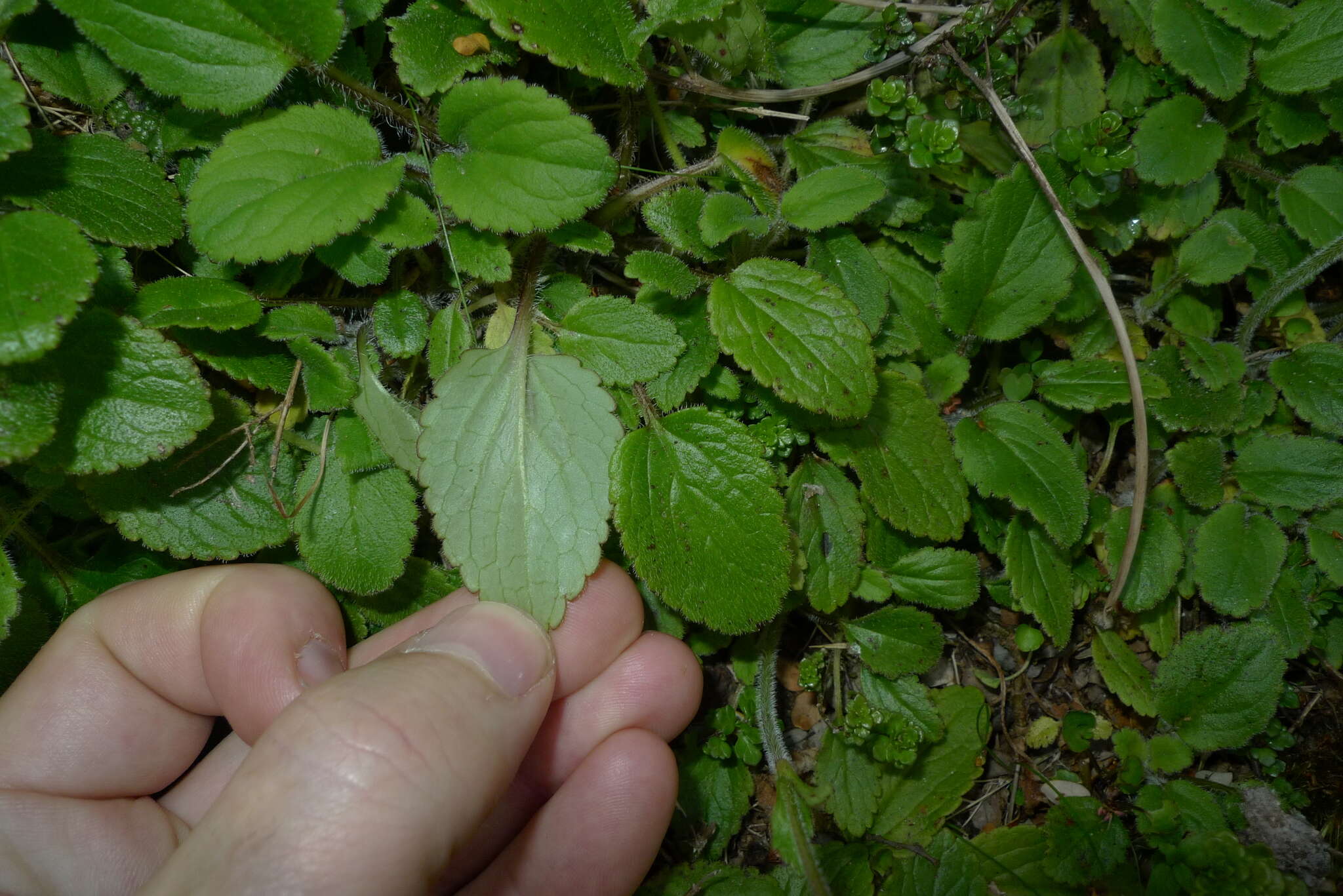 Imagem de Ourisia macrophylla subsp. macrophylla