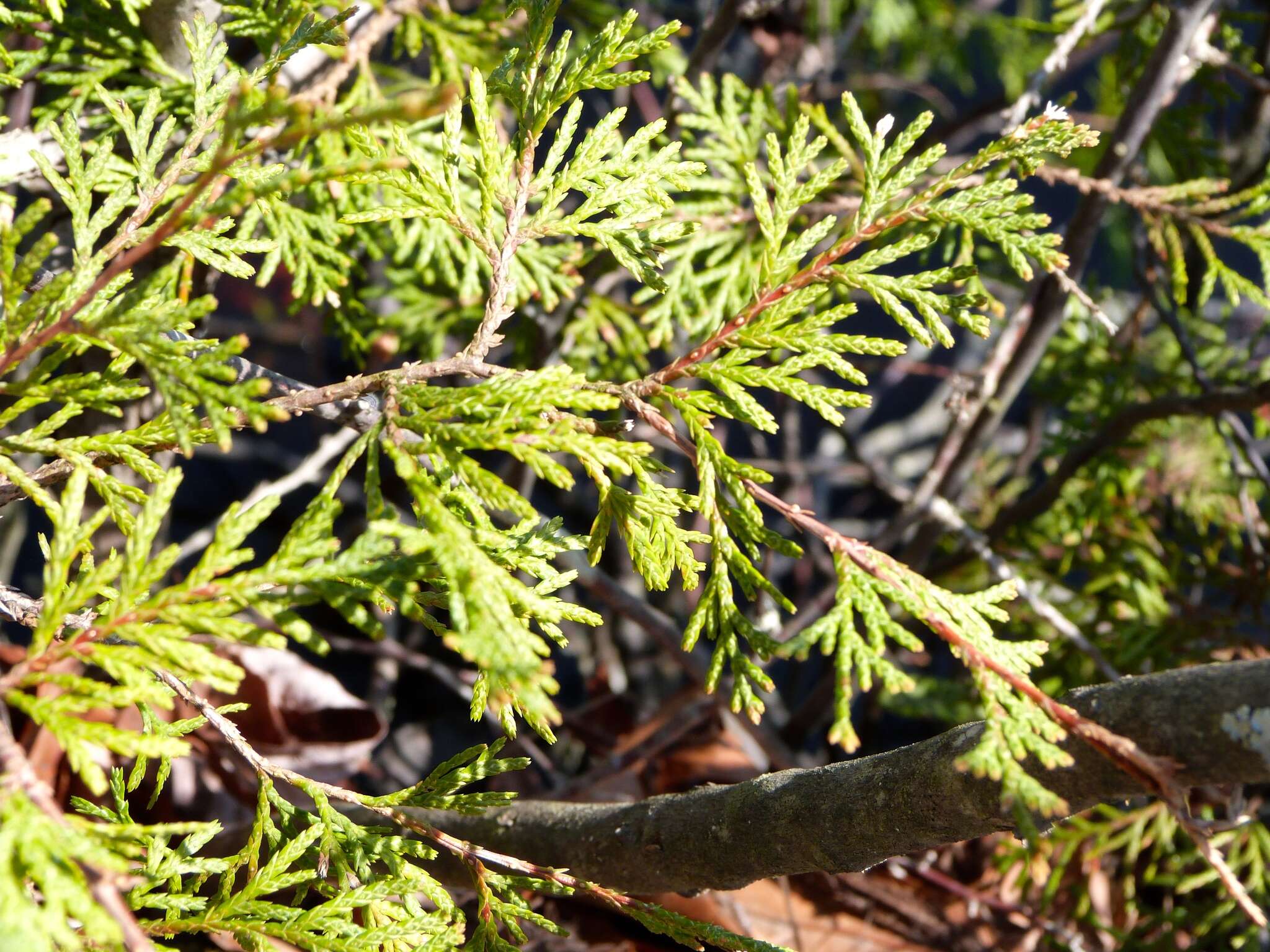 Image of Atlantic White Cedar