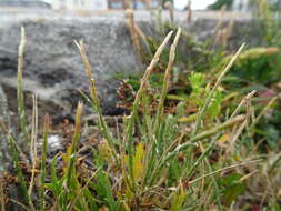 Image of sea hard-grass