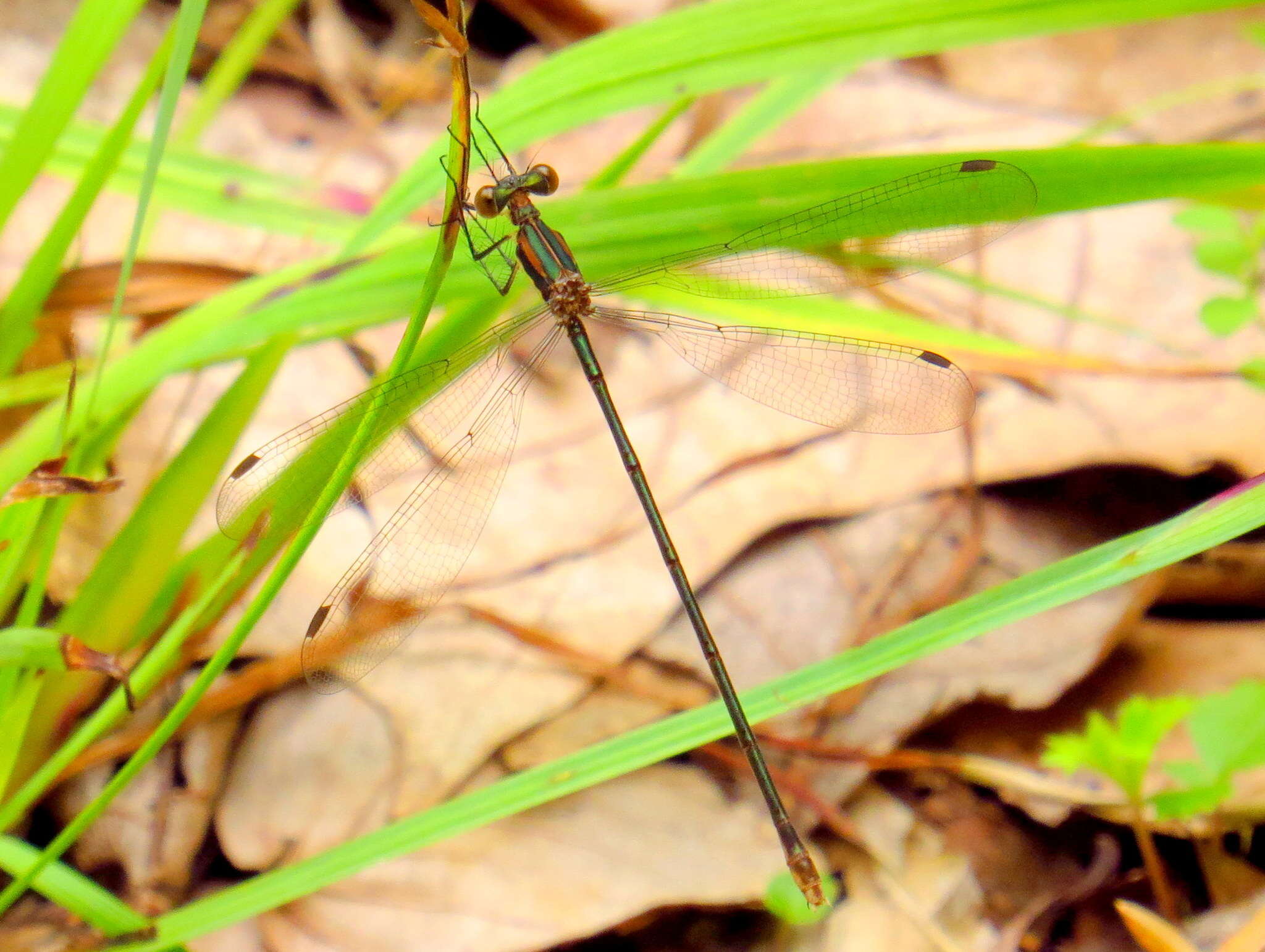 Image of Swamp Spreadwing