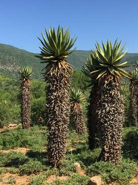 Image of Mountain aloe