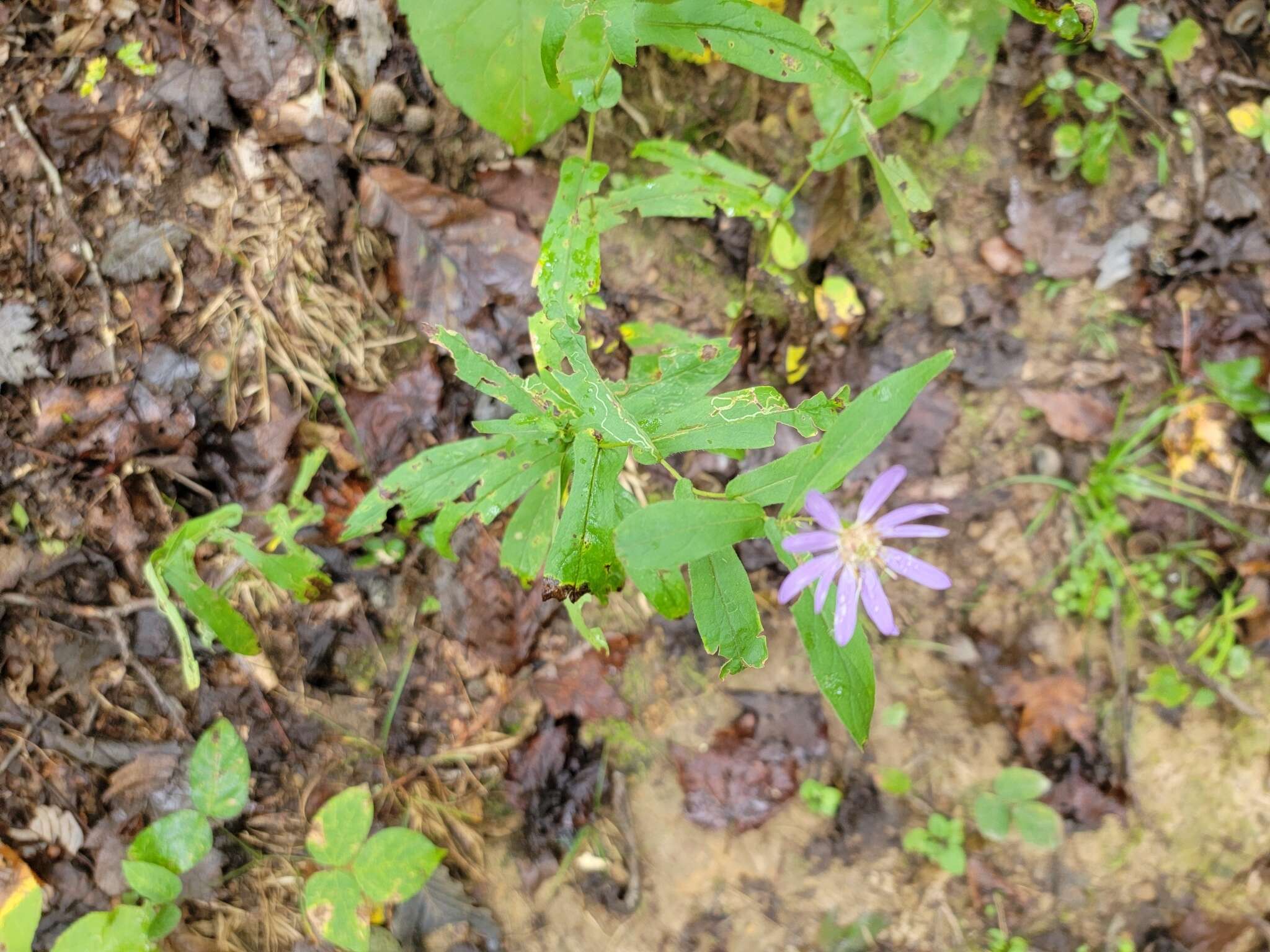 Image of thinleaf late purple aster