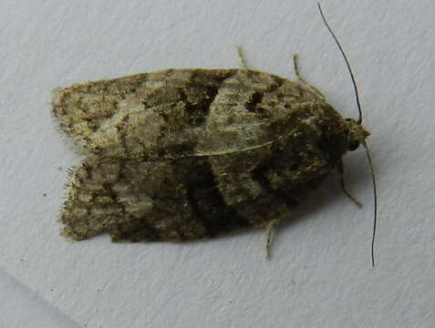 Image of Black-and-grey Banded Leafroller