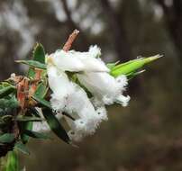 Image of Styphelia fletcheri subsp. brevisepala