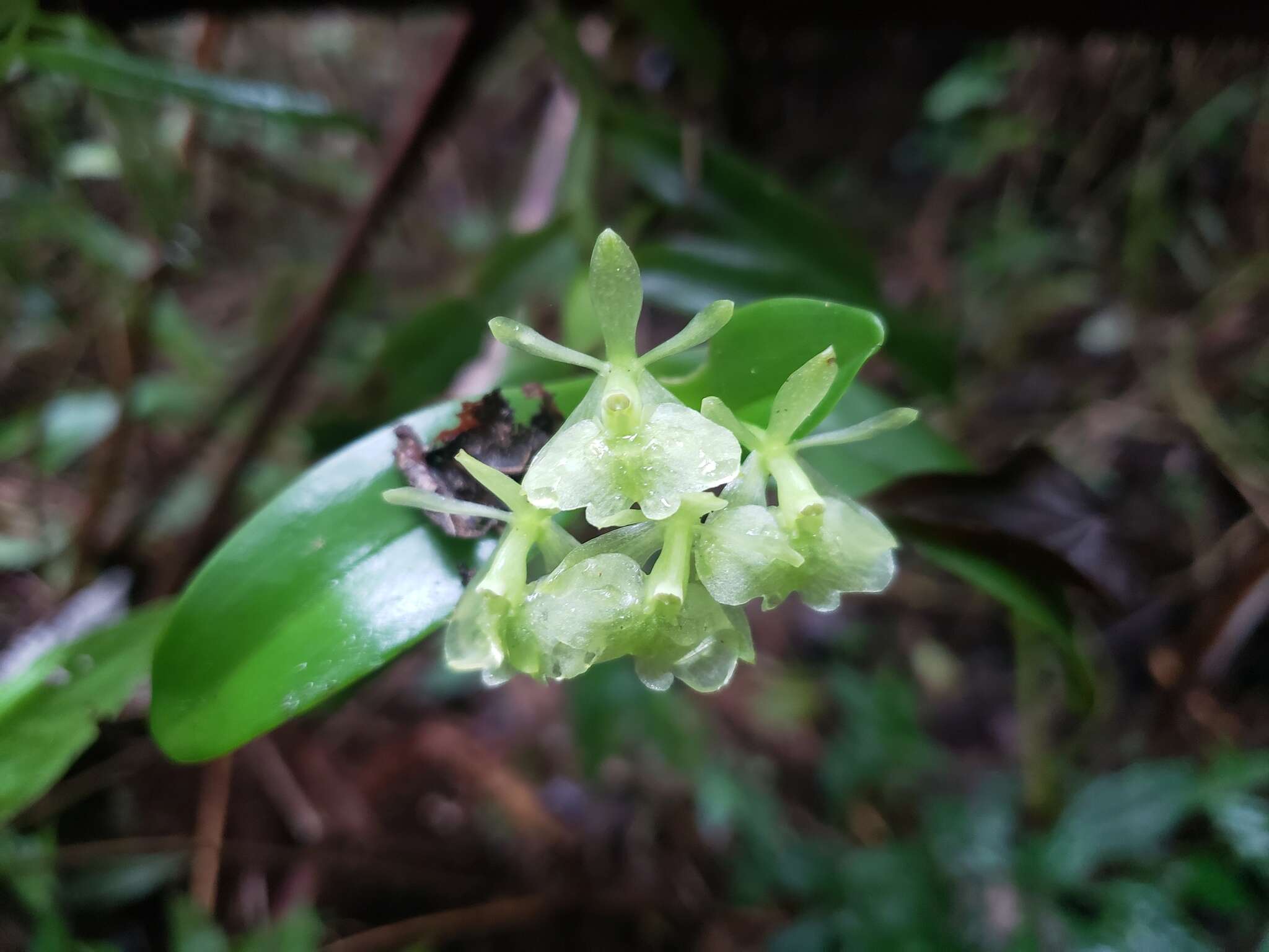 Image of fleshy star orchid