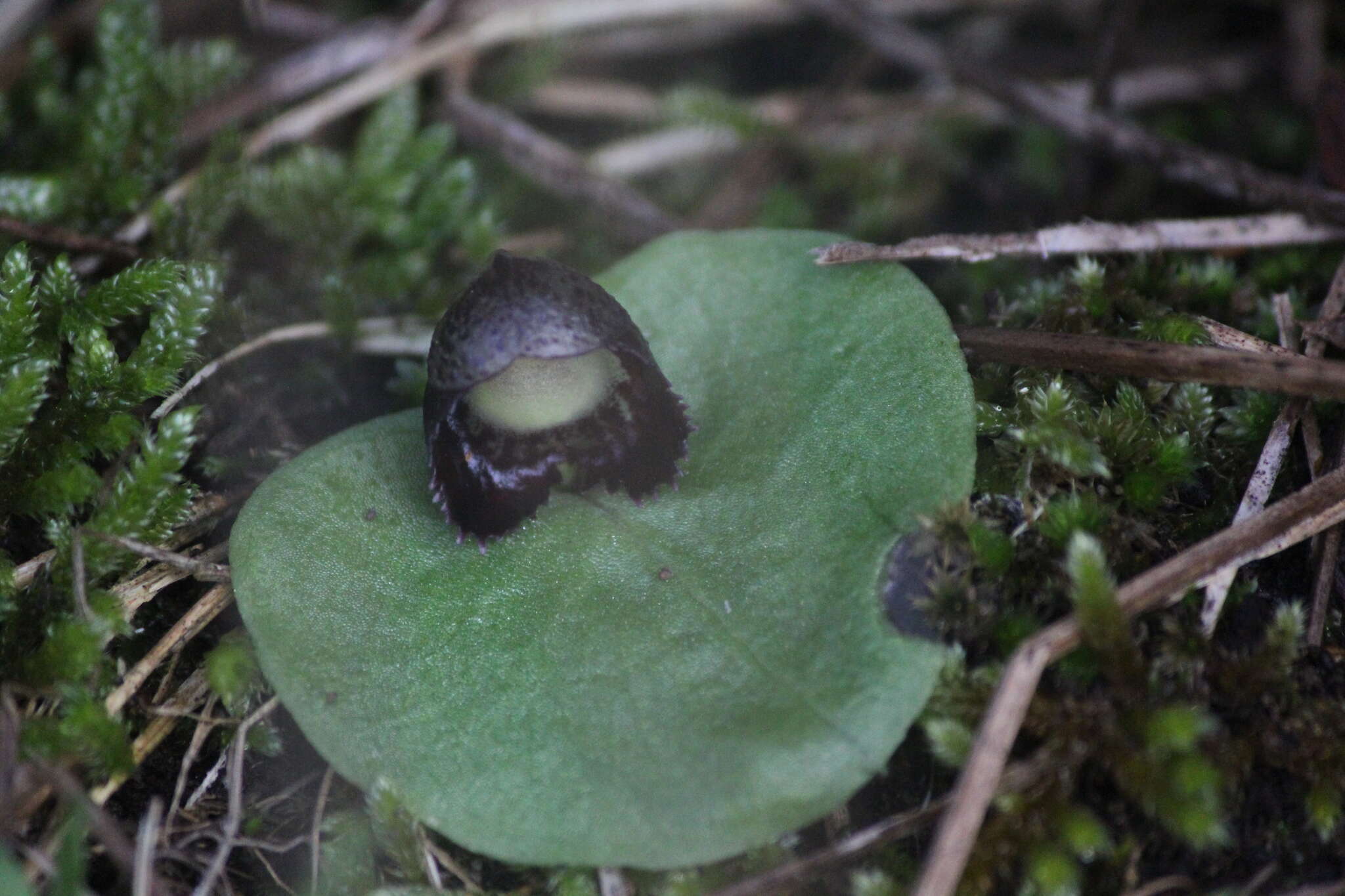 Image of Slaty helmet orchid