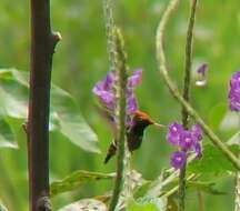 Lophornis stictolophus Salvin, Elliot & DG 1873 resmi