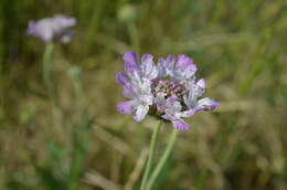 Image of Lomelosia songarica (Schrenk ex Fischer & Meyer) J. Soják