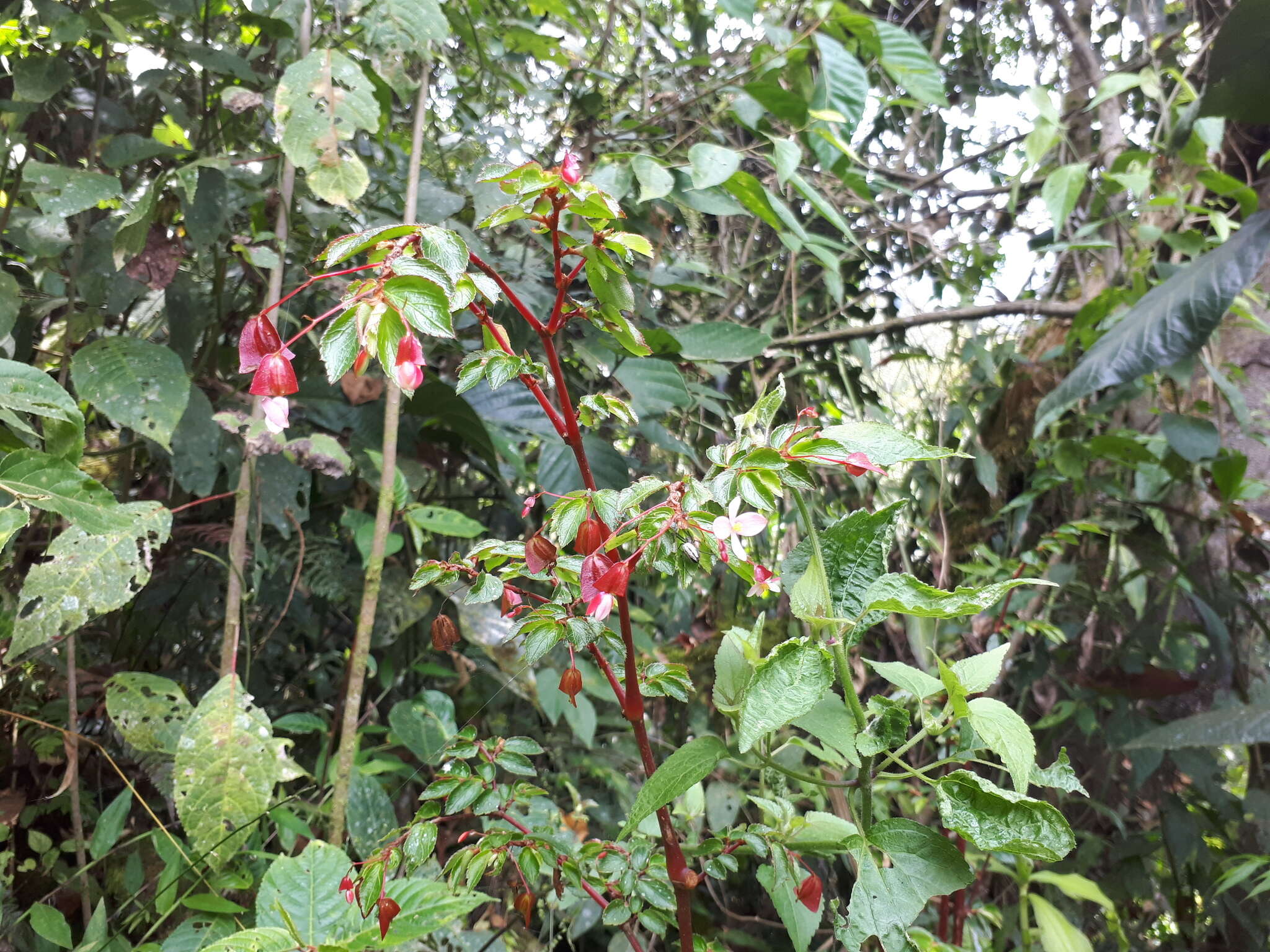 Image of fuchsia begonia