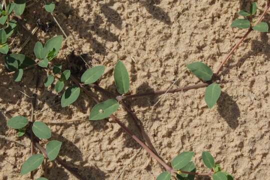 Слика од Euphorbia carunculata Waterf.