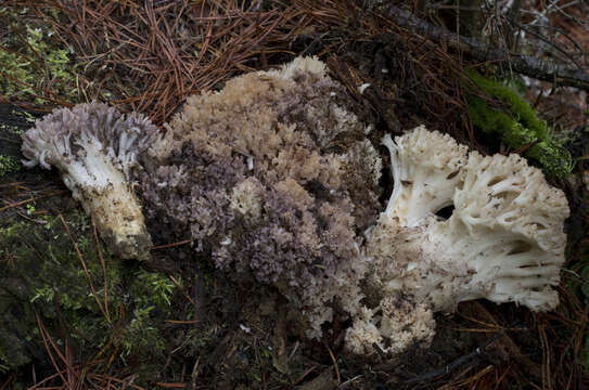 Image of Ramaria coulterae Scates 1988