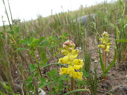 Image of Lachenalia mathewsii W. F. Barker