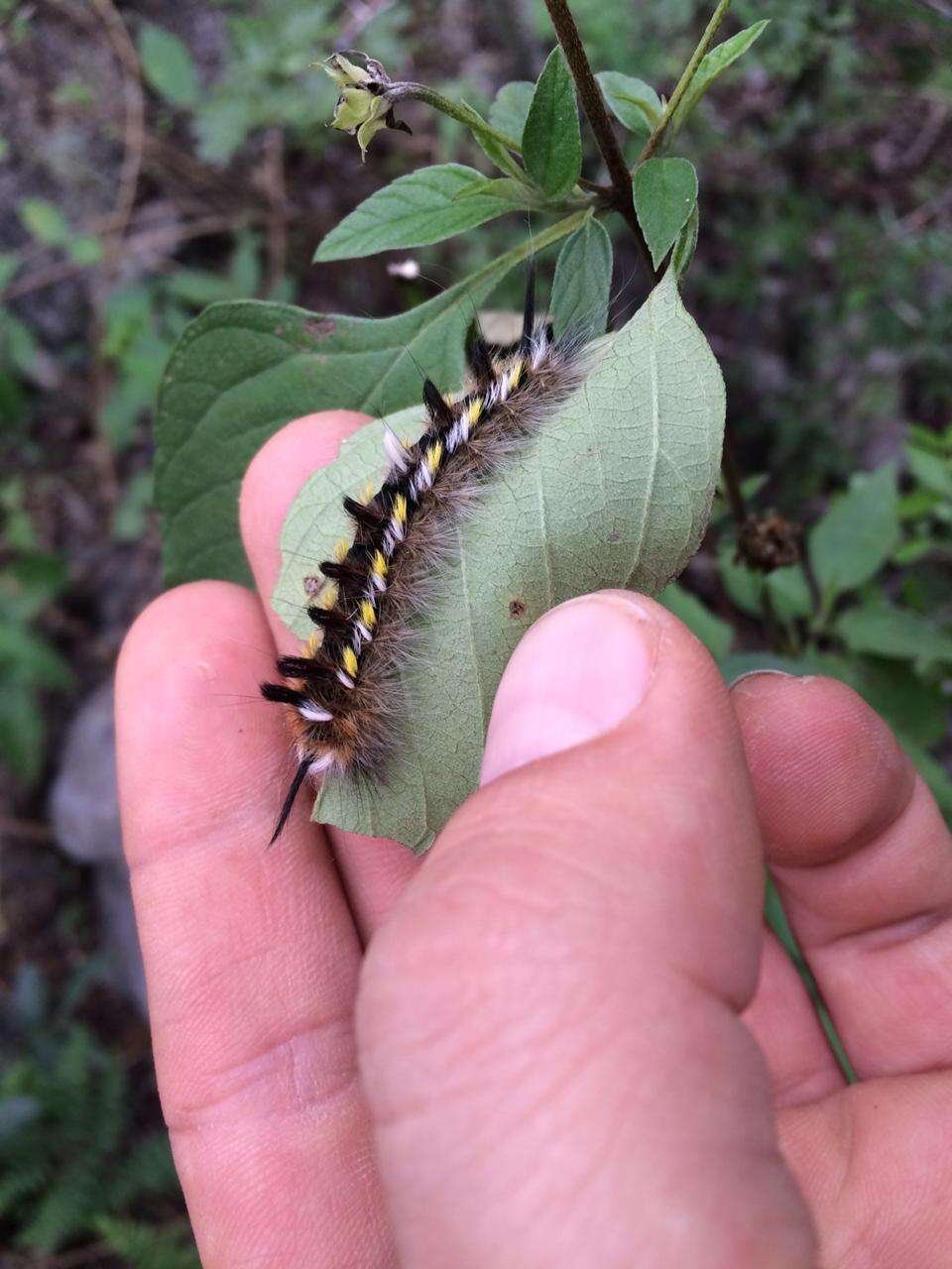 Image of Pudefacted Apatelodes Moth