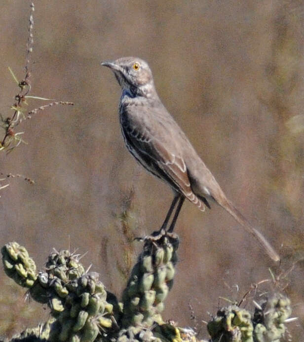 Image of Oreoscoptes Baird & SF 1858