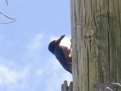 Image of Puerto Rican Woodpecker