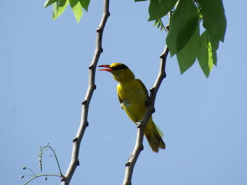 Oriolus chinensis diffusus Sharpe 1877的圖片