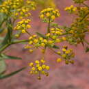 Imagem de Bupleurum salicifolium subsp. aciphyllum (Webb ex Parl.) Sund. & Kunk.