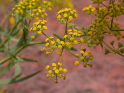 صورة Bupleurum salicifolium subsp. aciphyllum (Webb ex Parl.) Sund. & Kunk.